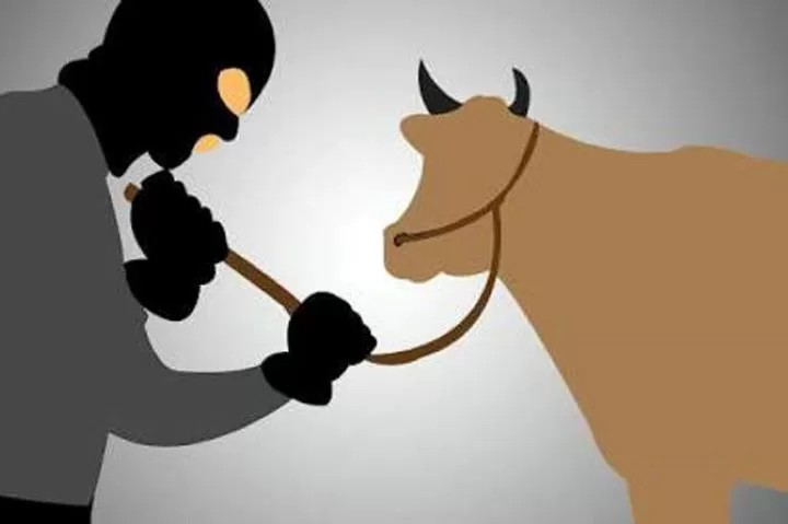 Ilustrasi pencurian sapi.