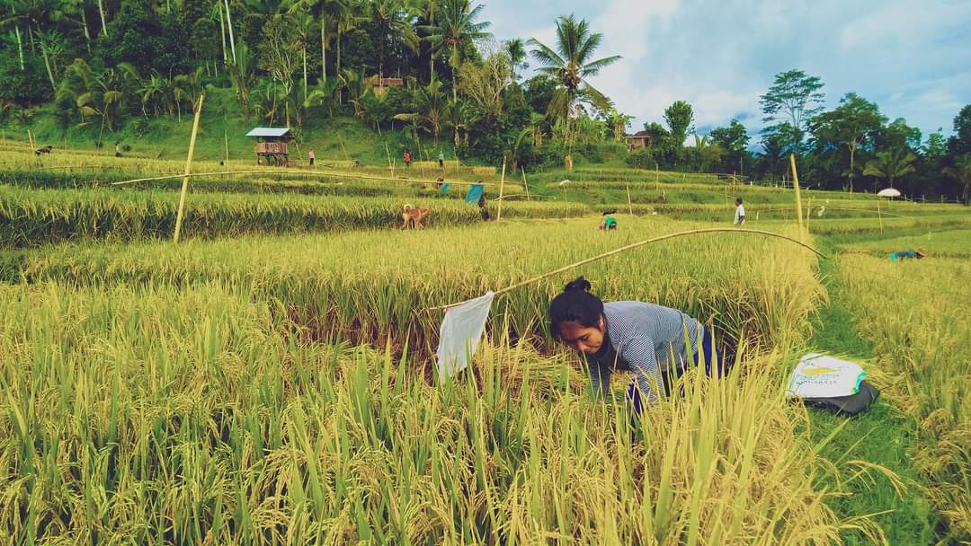 Memanen padi yang juga dijadikan sebagai simbol hari pangan saat Soma Ribek