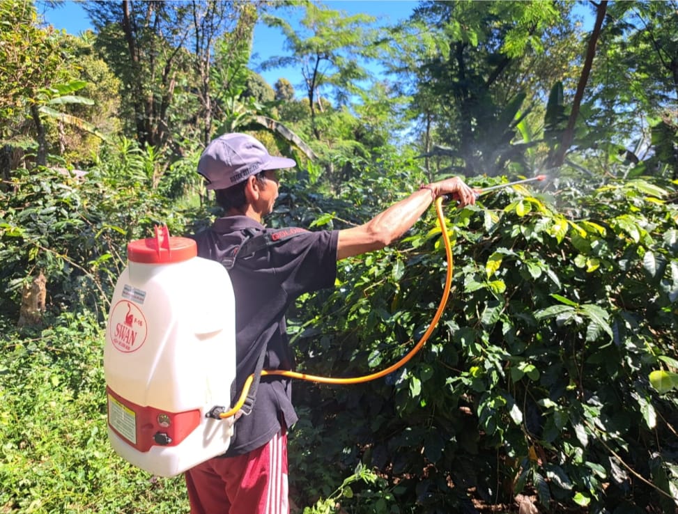 Pendampingan perawatan tanaman kopi di Lemukih