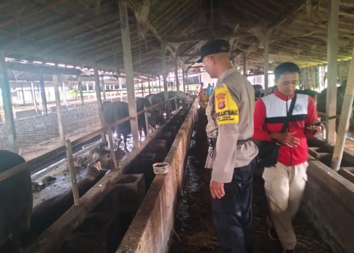 Bhabinkamtibmas Desa Tegak, Polsek Klungkung, Aipda I Wayan Mudita, turut mendampingi kegiatan vaksinasi sapi milik warga di Dusun Tulangnyuh, Desa Tegak, Senin (8/9/2025).