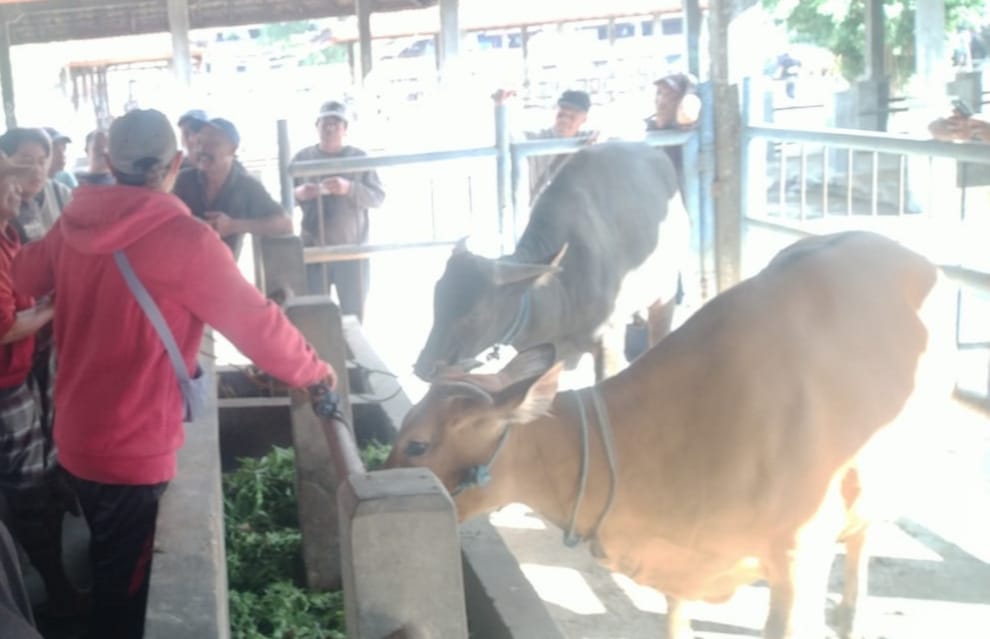 Dua ekor warga Desa Belantih, Kecamatan Kintamani, Kabupaten Bangli, Bali, ditemukan di Pasar Beringkit, Badung pada Rabu (17/9/2025).
