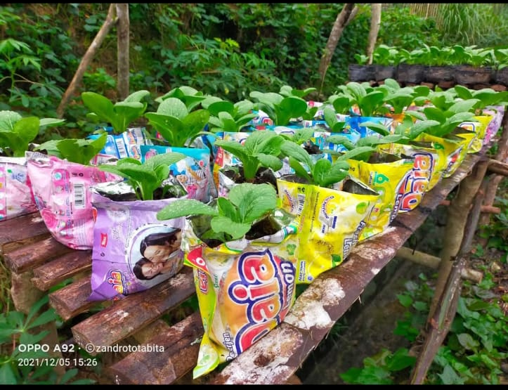 sayuran yang ditanaman memanfaatkan sampah kemasan
