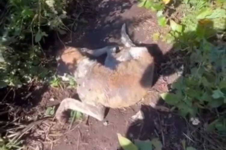 anjing rabies yang menggigit sembilan orang di Gunung Batukaru dieksekusi