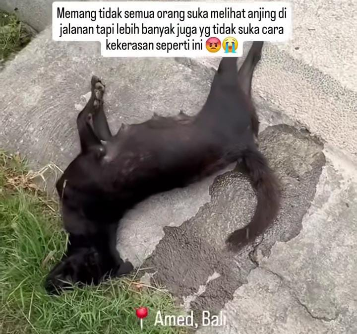 Beredar video induk anjing ditembak petugas di Bali