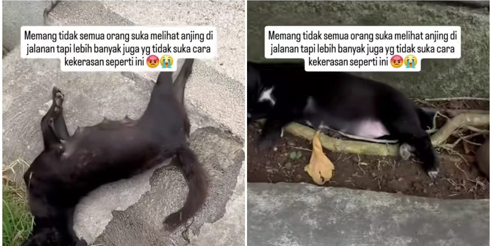 Terlihat induk anjing ditembak mati oleh petugas di Bali