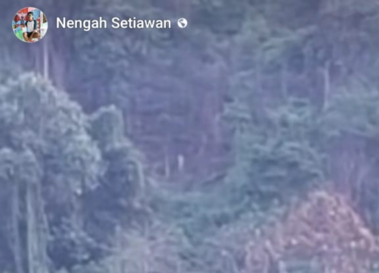 Beredar video viral yang memperlihatkan hutan lindung di Desa Ambengan diduga dibabat oknum
