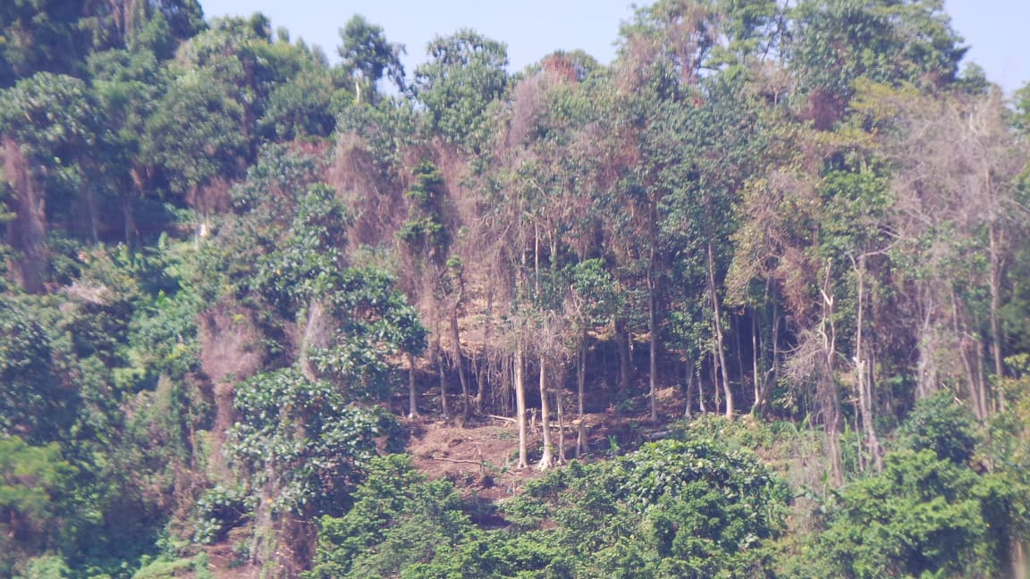 Hutan Agroforestri Desa Ambengan yang terlihat dari pinggir jalan Singaraja-Denpasar.