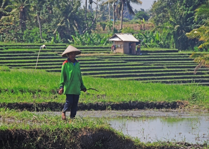 BERTAHAN :  Jatiluwih Dengan Sumber Dayanya, Tetap Menjadi Desa Mandiri Sejak Tahun 2023 lalu.