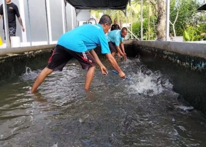 PANEN : Kegiatan panen ikan lele di Rutan Kelas IIB Jembrana.