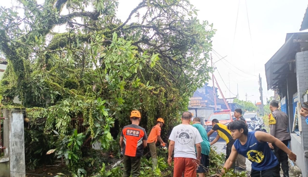 Warga dan BPBD gotong royong melakukan penanganan pohon tumbang yang menimpa atap rumah kontrakan milik warga di Kelurahan Baler Bale Agung, Kecamatan Negara, Kabupaten Jembrana.