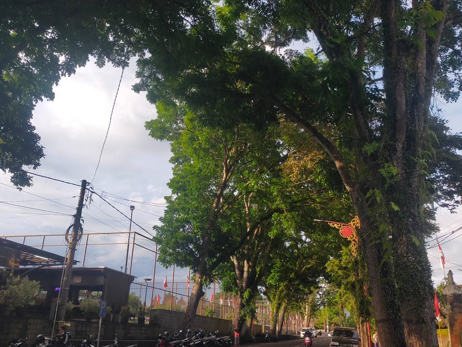 Pohon perindang di timur Alun-Alun Bangli.