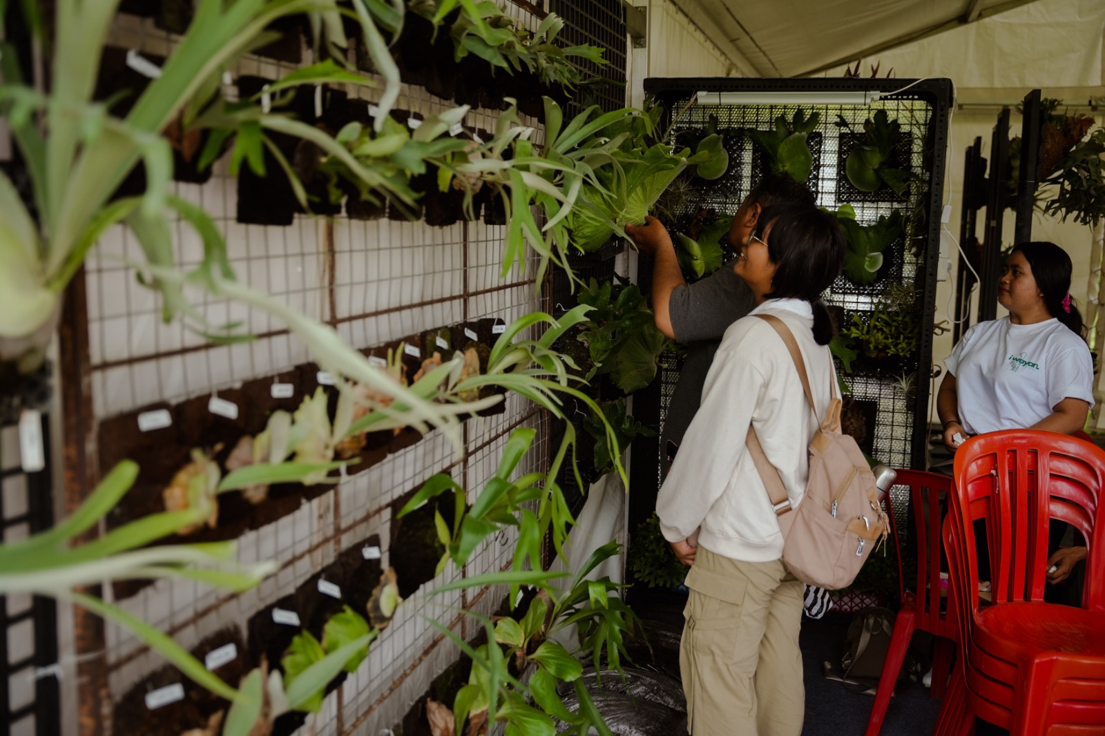 Pameran puluhan simbar dalam Mangupura Platycerium Exhibition dalam HUT Mangupura, Sabtu (22/11).