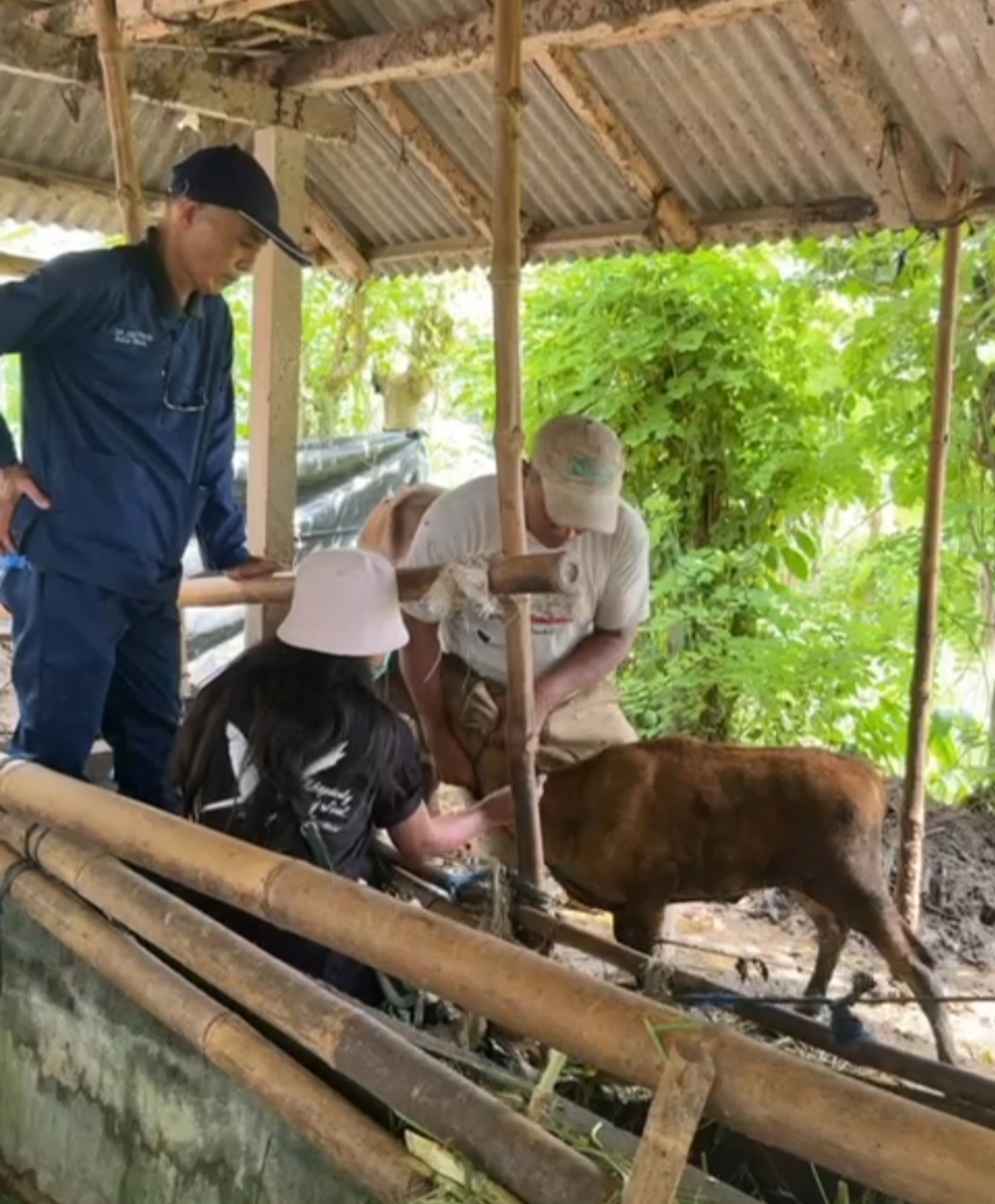 PENANGANAN : Penanganan kesehatan hewan oleh tim UPTD Puskeswan III Kabupaten Gianyar.