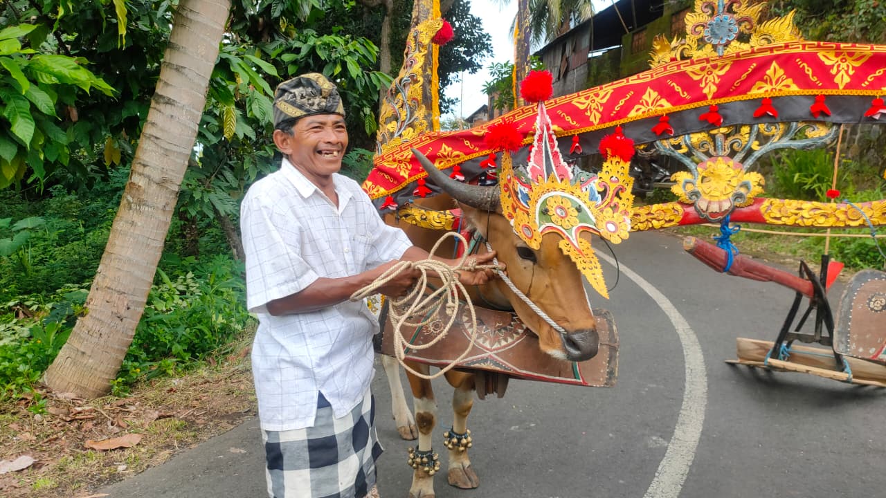 Cening Jasa dan sapi-sapinya sedang bersiap menyambut tamu istimewa.