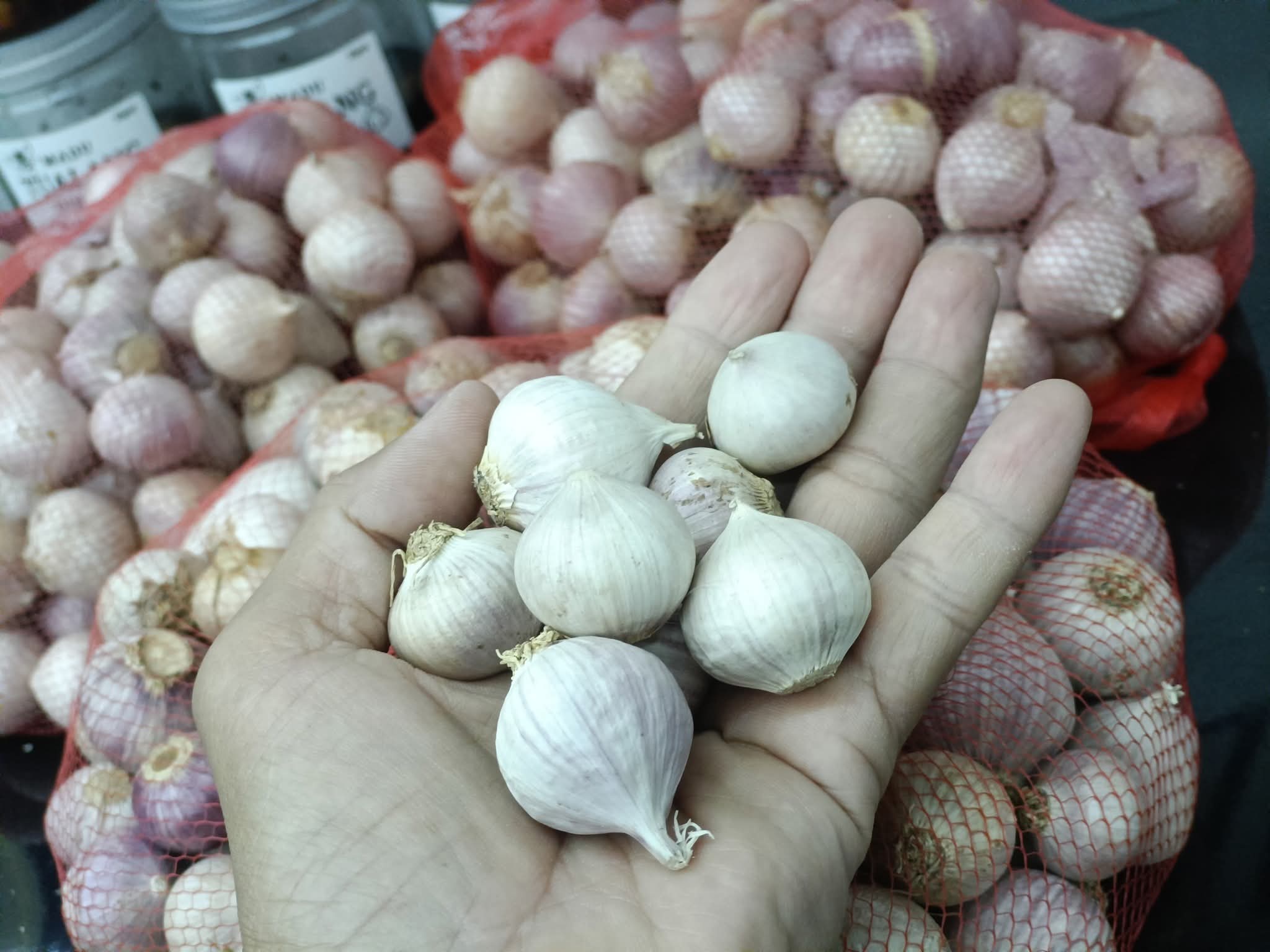 Bawang putih (Kesuna) sarat akan khasiat dalam Usada Taru Pramana