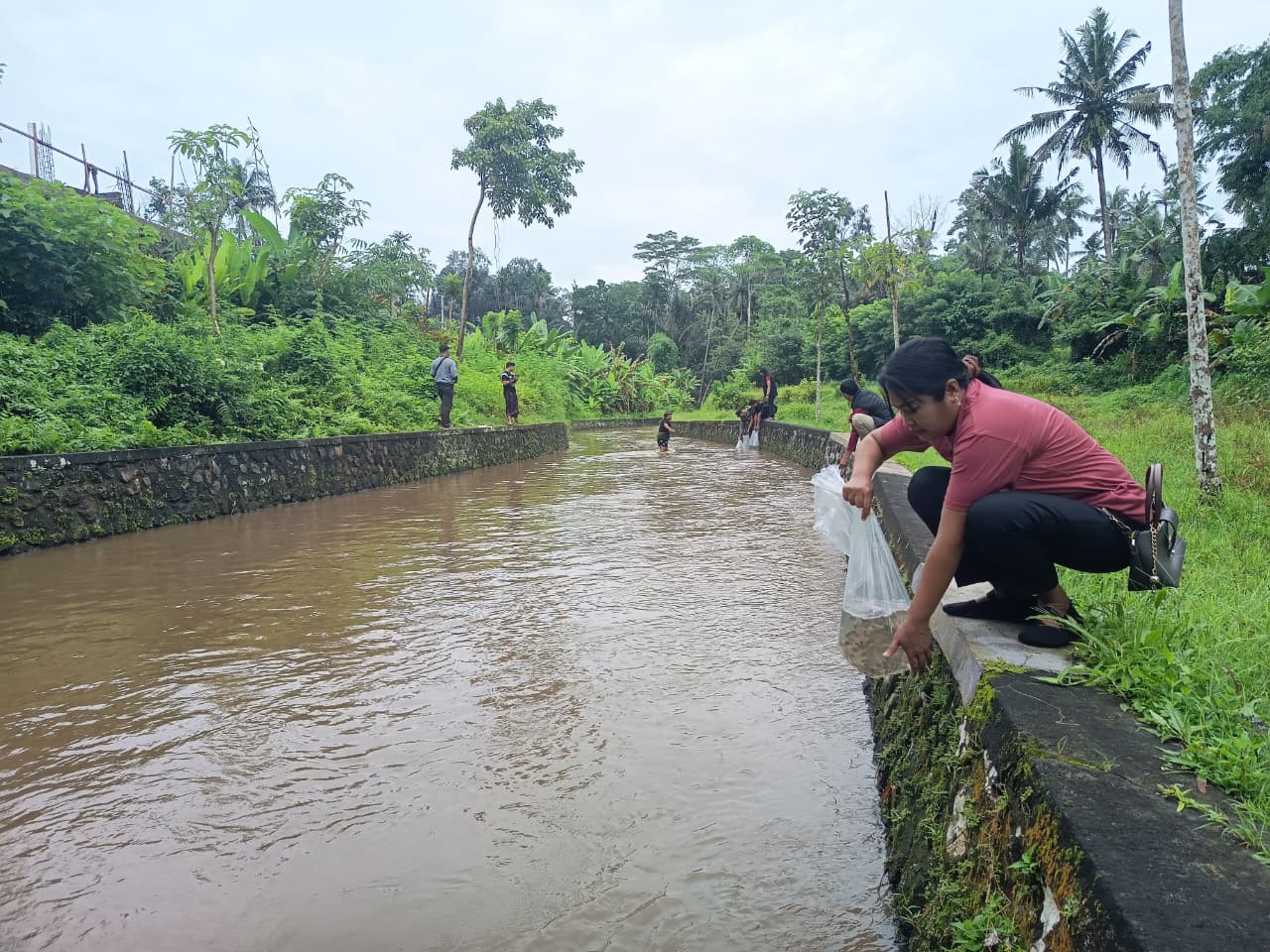 IKAN : Penebaran bibit ikan nila di aliran Subak Bija, Banjar Ambengan, Desa Sayan, Ubud, Gianyar, Selasa (2/12).