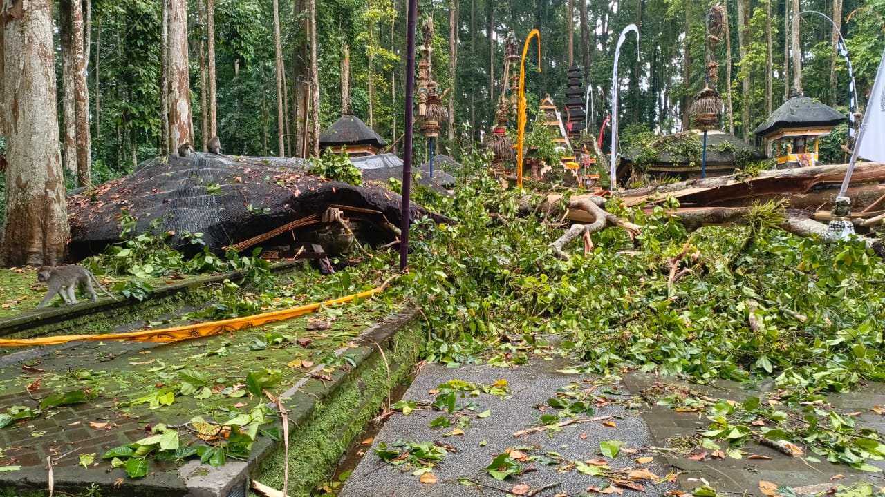 Sebuah pohon tumbang yang menyebabkan satu korban jiwa di DTW Alas Pala Sangeh, Kecamatan Abiansemal, Rabu (3/12).
