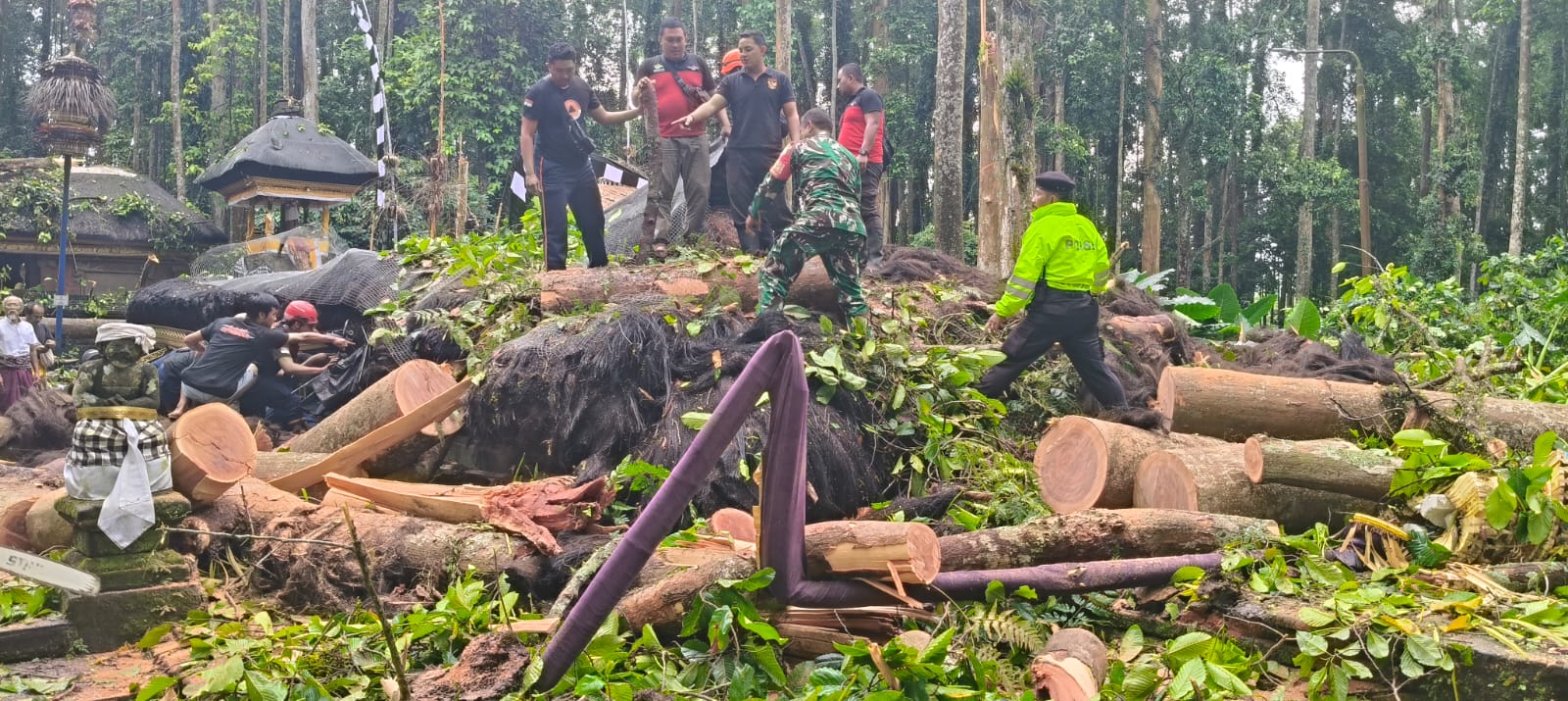 Sejumlah petugas melakukan pembersihan batang pohon pala tumbang, di DTW Alas Pala Sangeh, Kecamatan Abiansemal, Kamis (4/12).