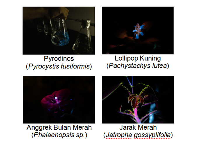 Foto-foto plankton beserta tanaman yang hadir dalam The Glow Project