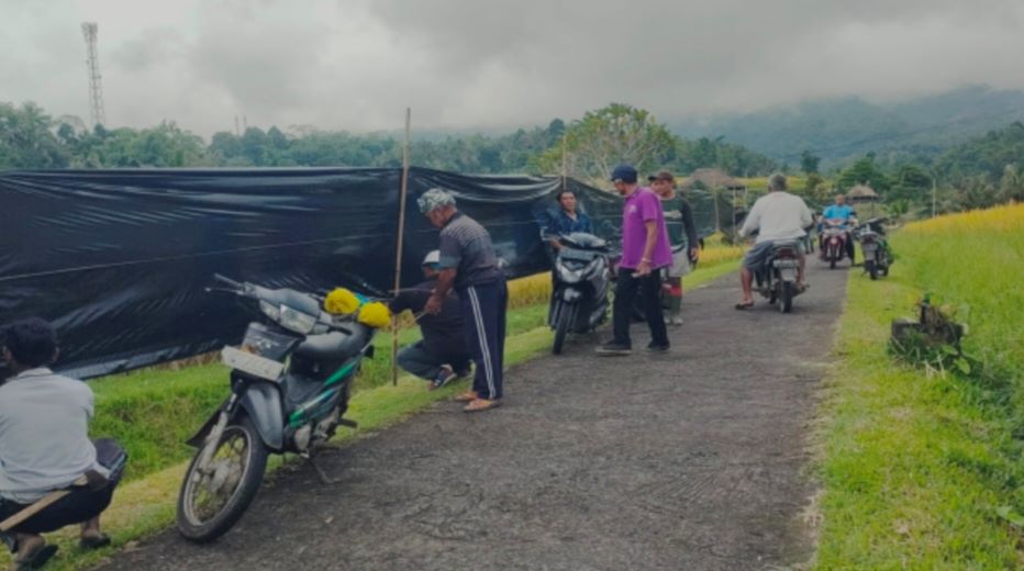 Petani Jatiluwih, Tabanan, memasang plastik sepanjang 40 meter di sepanjang jalan subak Jatiluwih.