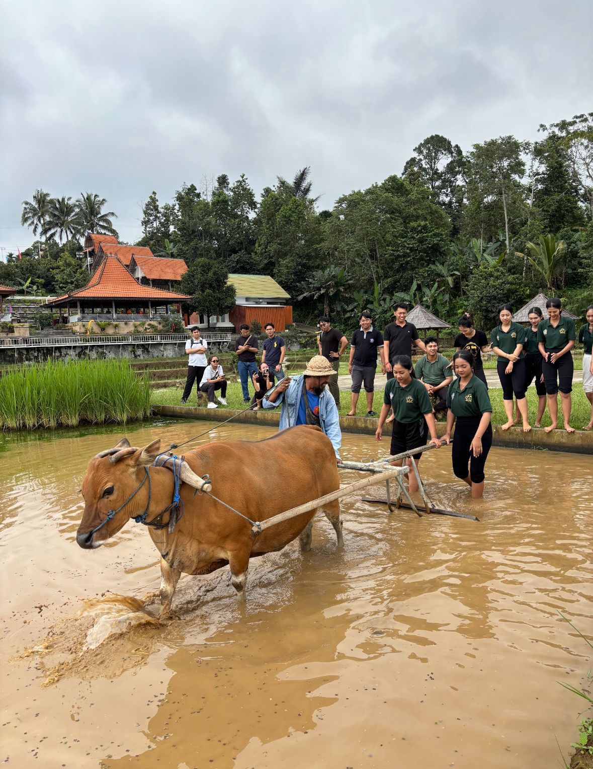 AWASI: DPRD Bali melalui Panitia Khusus Tata Ruang, Aset, dan Perizinan (Pansus TRAP) memperketat pengawasan terhadap kawasan Jatiluwih