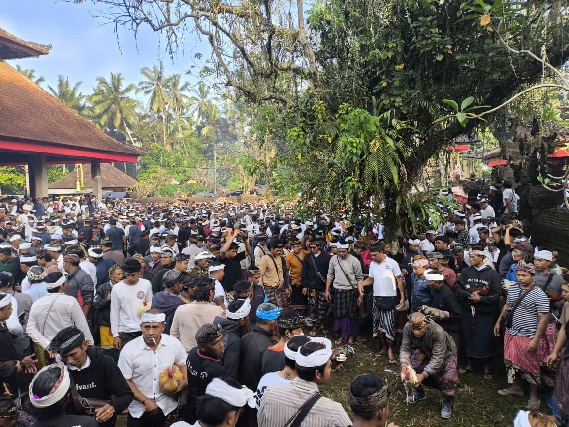 TRADISI : Pelaksanaan tradisi Aci Keburan di Pura Hyang Api, Desa Adat Kelusa, Desa Kelusa, Kecamatan Payangan, Kabupaten Gianyar.