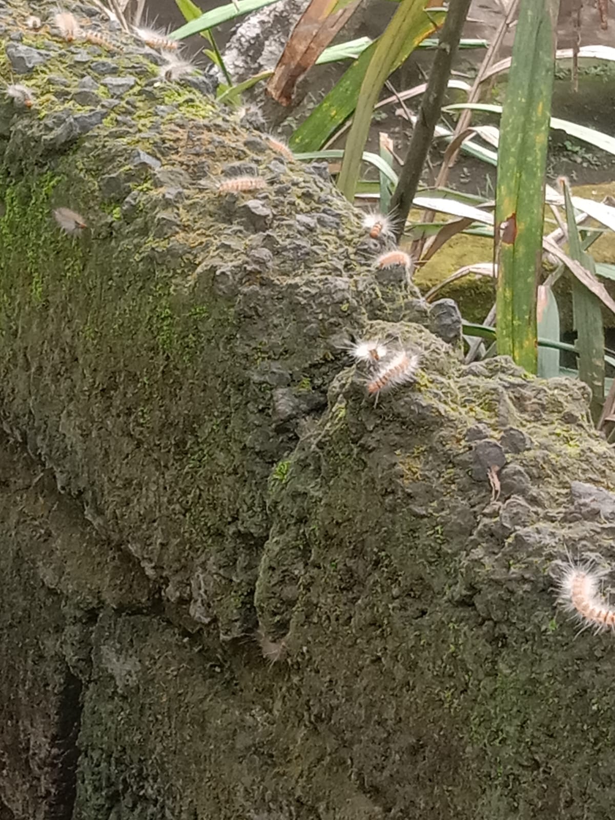 ULAT : Wabah ulat bulu di Banjar Serongga Tengah, Gianyar.
