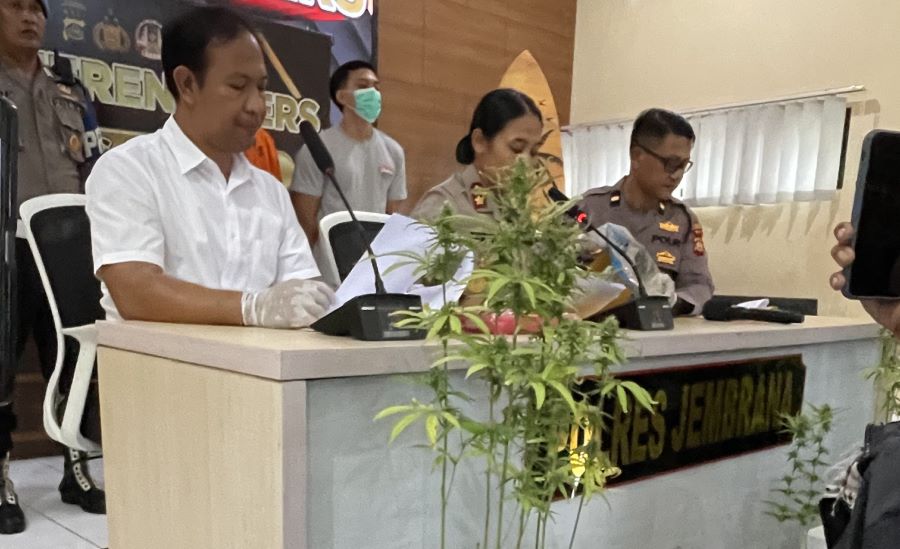 Polres Jembrana menunjukkan barang bukti tanaman ganja milik tersangka IKAWA,31 asal Kelurahan Loloan Timur, Rabu (10/12/2025).