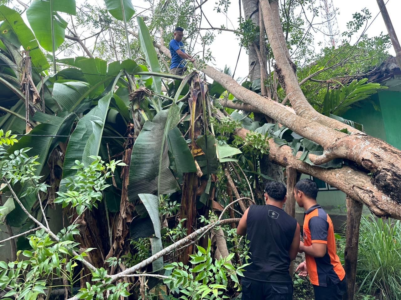 Peristiwa pohon tumbang yang menimpa rumah warga di Banjar Klatakan, Desa Melaya, Kecamatan Melaya, Kamis (11/12/2025).