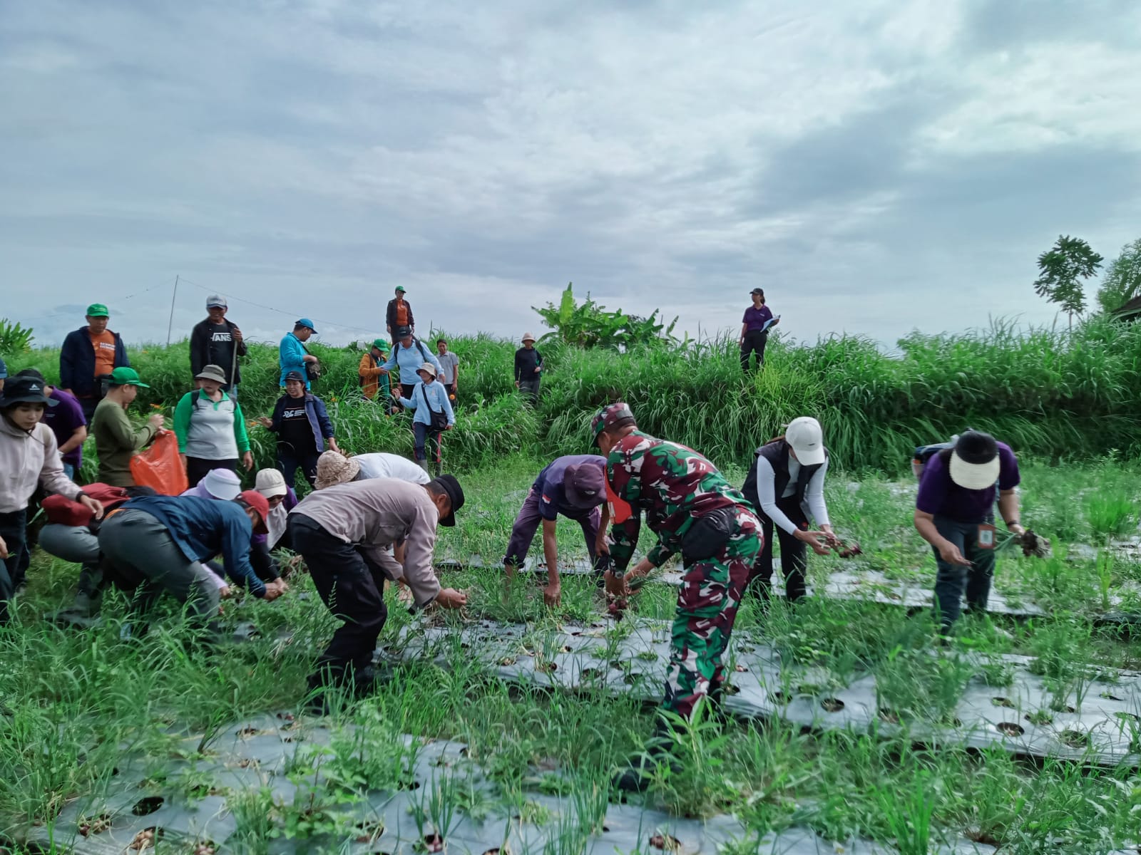PANEN : Pelaksanaan panen perdana bawang merah di Desa Medahan, Blahbatuh, Gianyar.