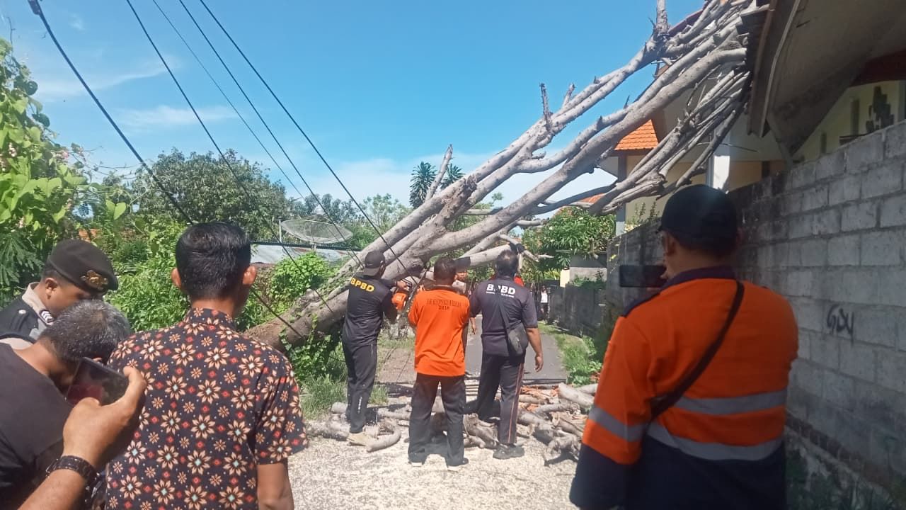 Bangunan tertimpa pohon di Buleleng, Selasa (23/12/2025).