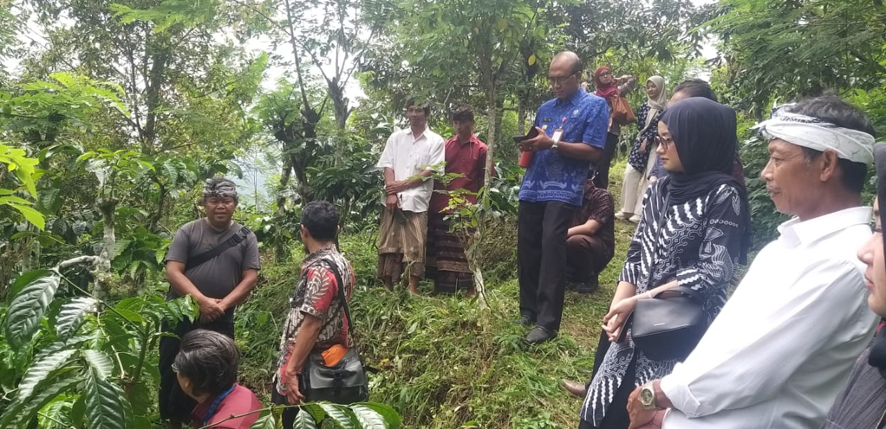 Penelitian Kopi Lemukih di Desa Lemukih untuk menetapkan IG.