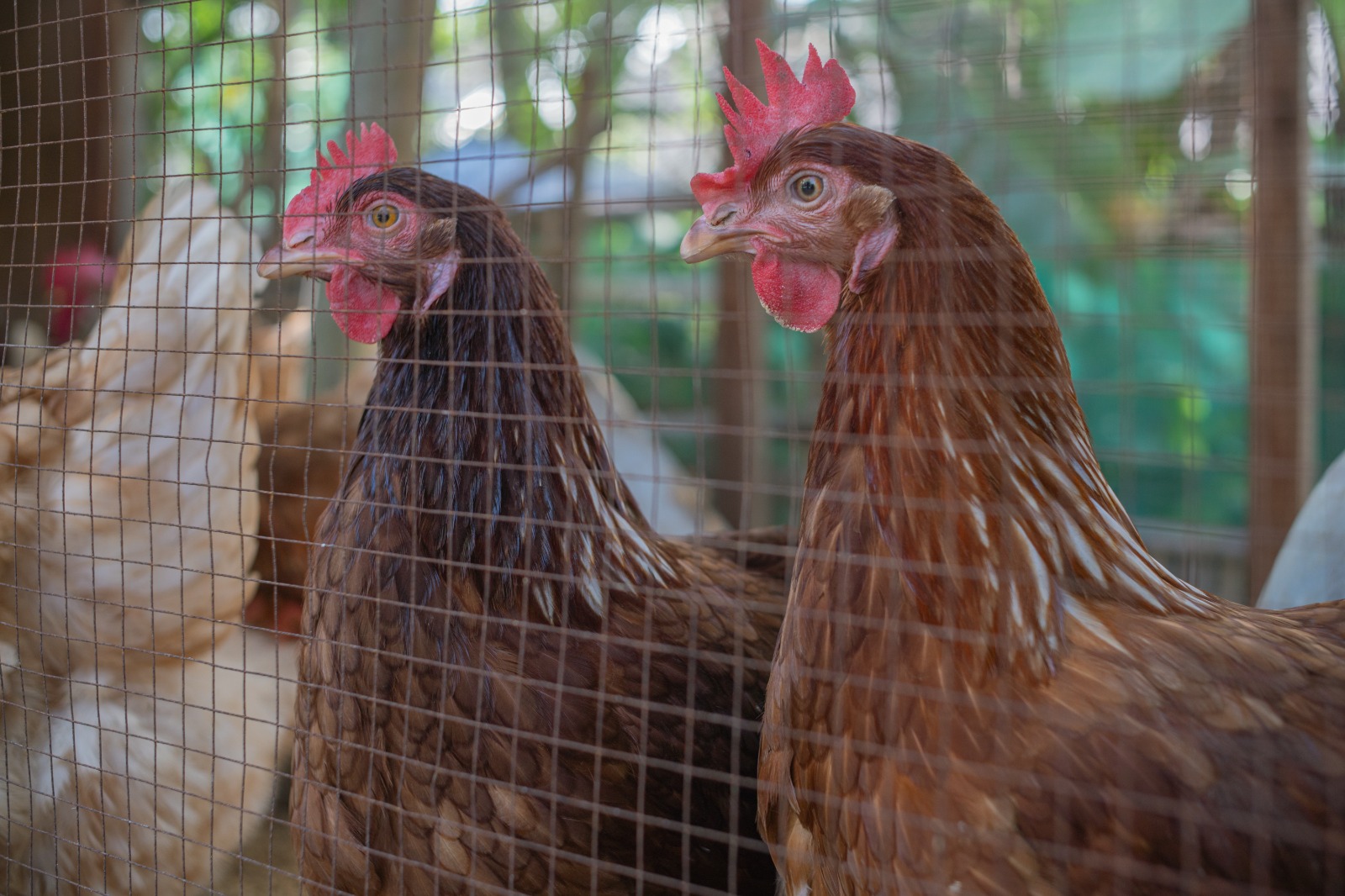 Sepanjang tahun 2025, sebanyak 16 HORECA di Bali mulai beralih menggunakan telur cage-free