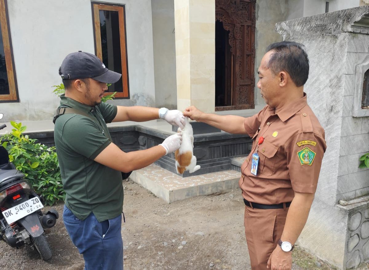 Tim Dinas Pertanian dan Pangan Kabupaten Jembrana melakukan vaksinasi emergency di wilayah Kelurahan Tegalcangkring, Kecamatan Mendoyo.