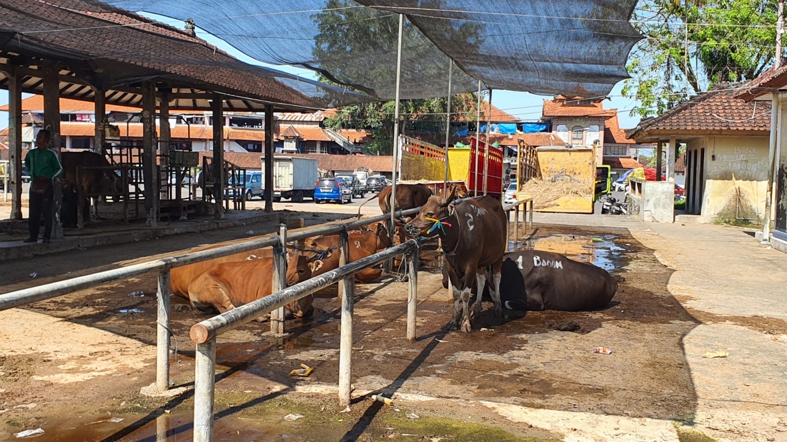 Suasana penjualan sapi Bali di Pasar Bringkit, Kelurahan Mengwitani, Kecamatan Mengwi.