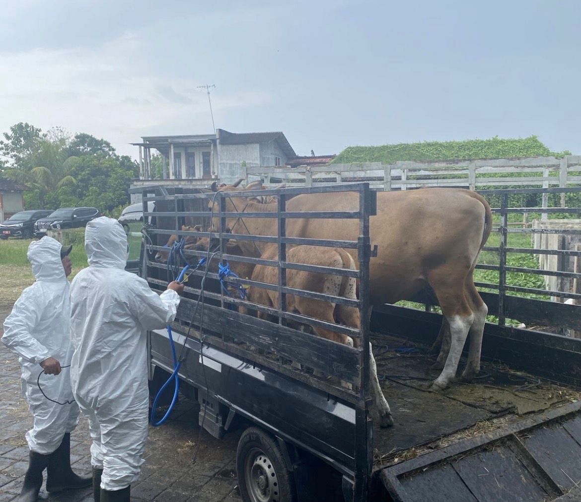 Pemotongan bersyarat terhadap lima ekor sapi di Rumah Potong Hewan (RPH) Jembrana yang terjangkit virus Lumpy Skin Disease (LSD), Rabu (14/1/2026).