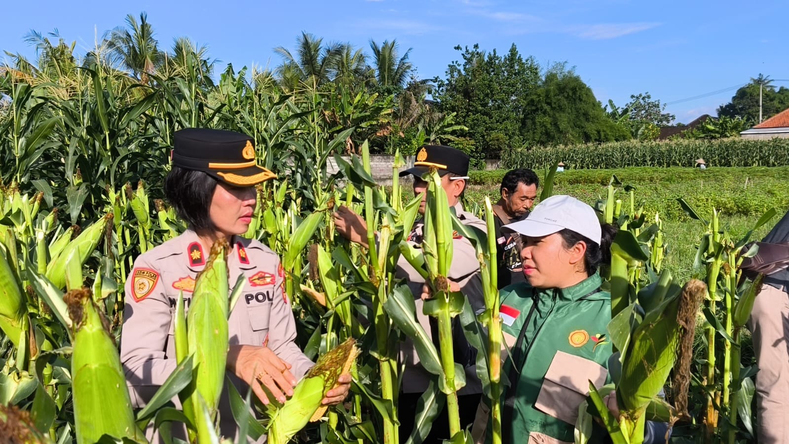PANEN : Polsek Blahbatuh panen jagung Kuartal I Tahun 2026 di Subak Tengieng, Banjar Prajamukti, Desa Bona, Kecamatan Blahbatuh.