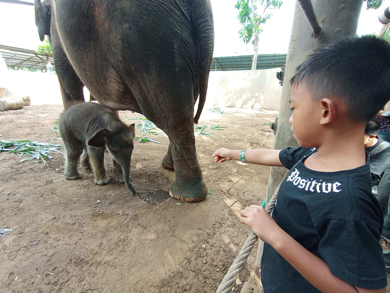 GAJAH : Gajah di Bali Zoo yang menjadi daya tarik pengunjung.