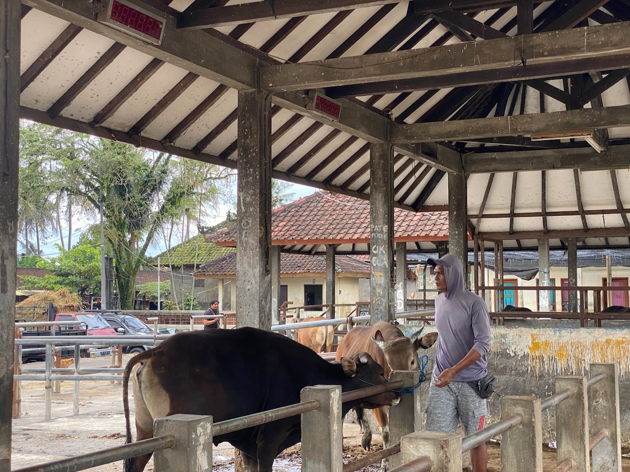 Penjualan sapi yang tidak dipengaruhi penyakit LSD di Pasar Beringkit, Desa Mengwitani, Kecamatan Mengwi, Senin (19/1).