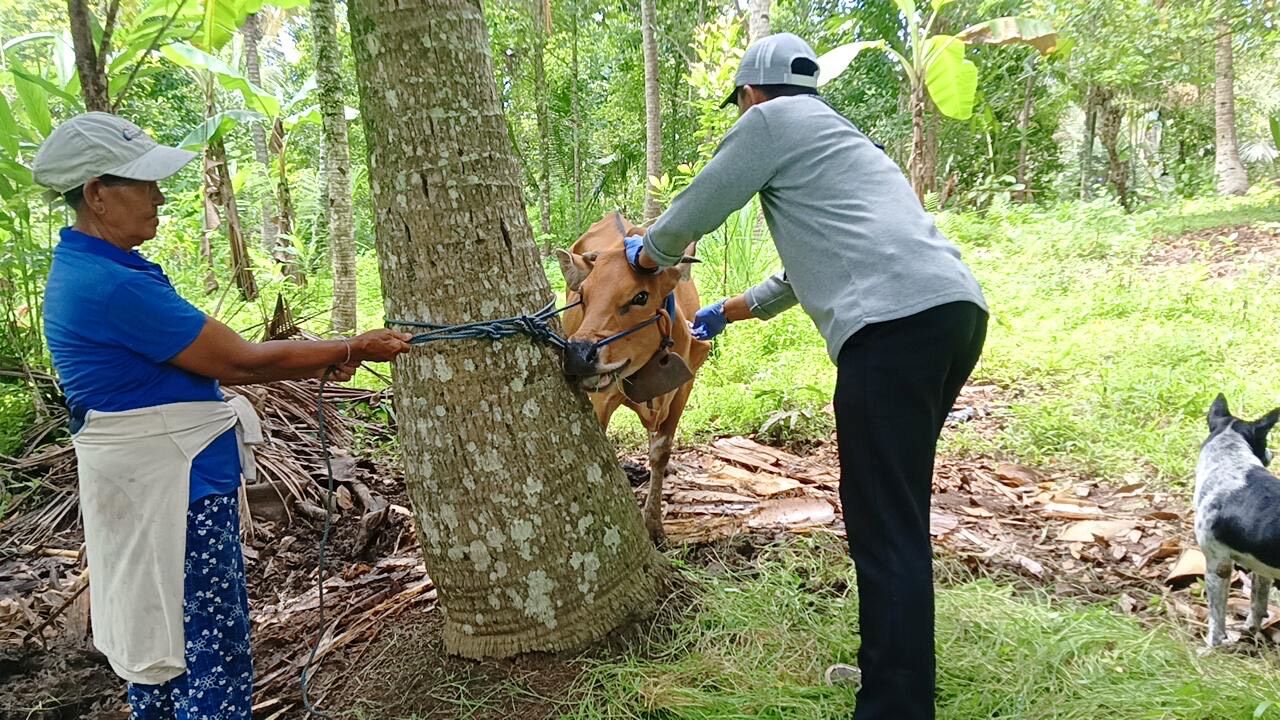 Vaksinasi massal ternak sapi yang dilaksanakan di Kecamatan Negara dan Melaya, Kabupaten Jembrana, Selasa (20/1/2026).