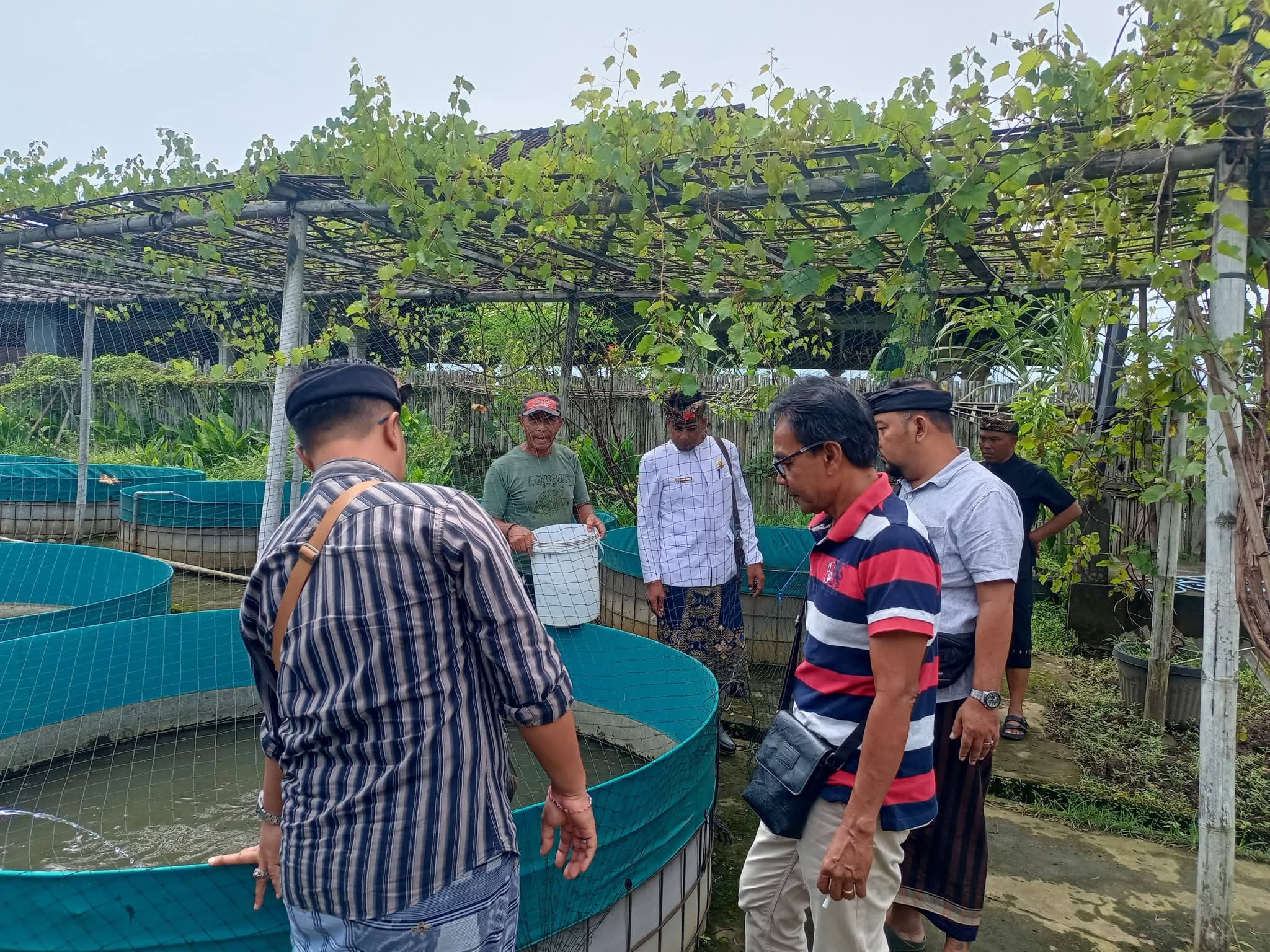 LELE : Budidaya bibit lele di Puspa Aman Desa Tulikup, Gianyar.