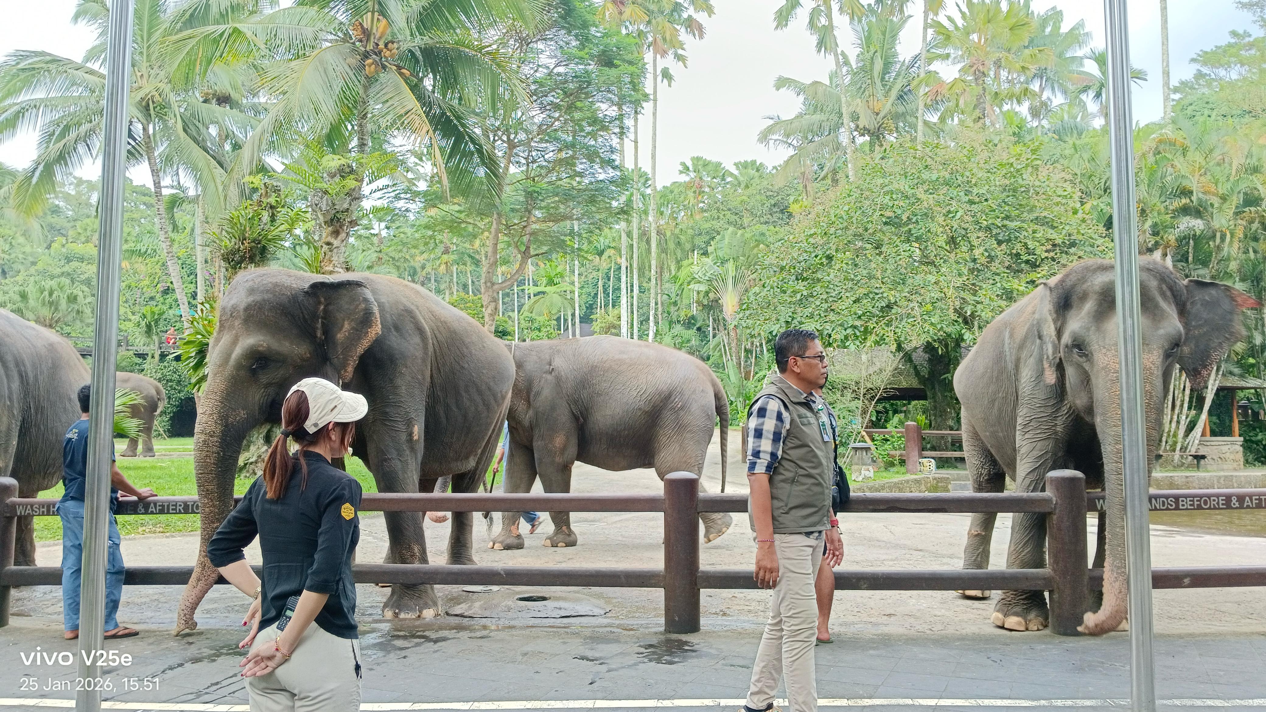 MONITORING : Balai KSDA Bali melakukan monitoring ke PT. Wisatareksa Gajah Perdana terhadap implementasi surat pernyataan penghentian aksi gajah tunggang, Minggu (25/1).