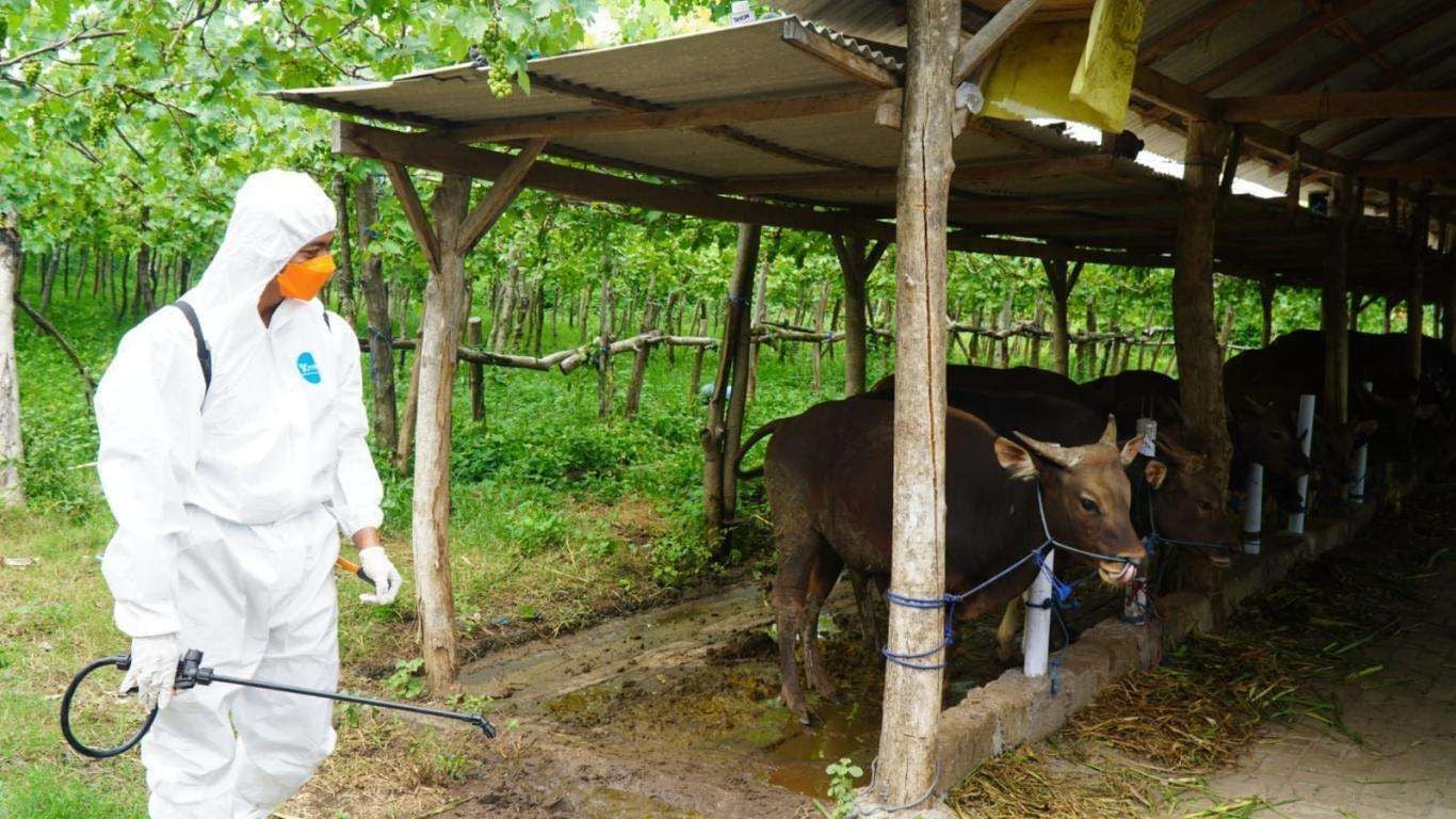 Upaya sterilisasi kandang sapi dari penyakit kulit sapi berbenjol atau LSD