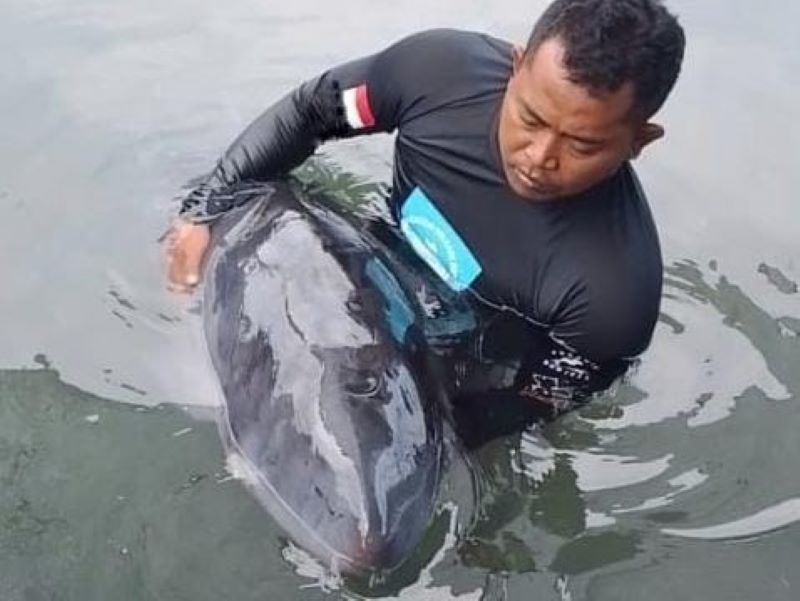 Paus Sperma Kerdil yang sebelumnya sempat terdampar di Pantai Tembles, Desa Penyaringan, Jembrana.