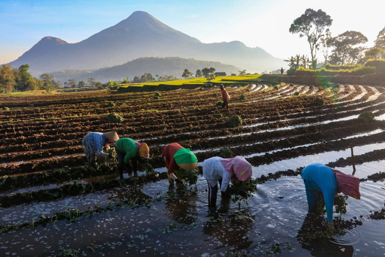 KUR BRI Mengaliri Sawah Rakyat