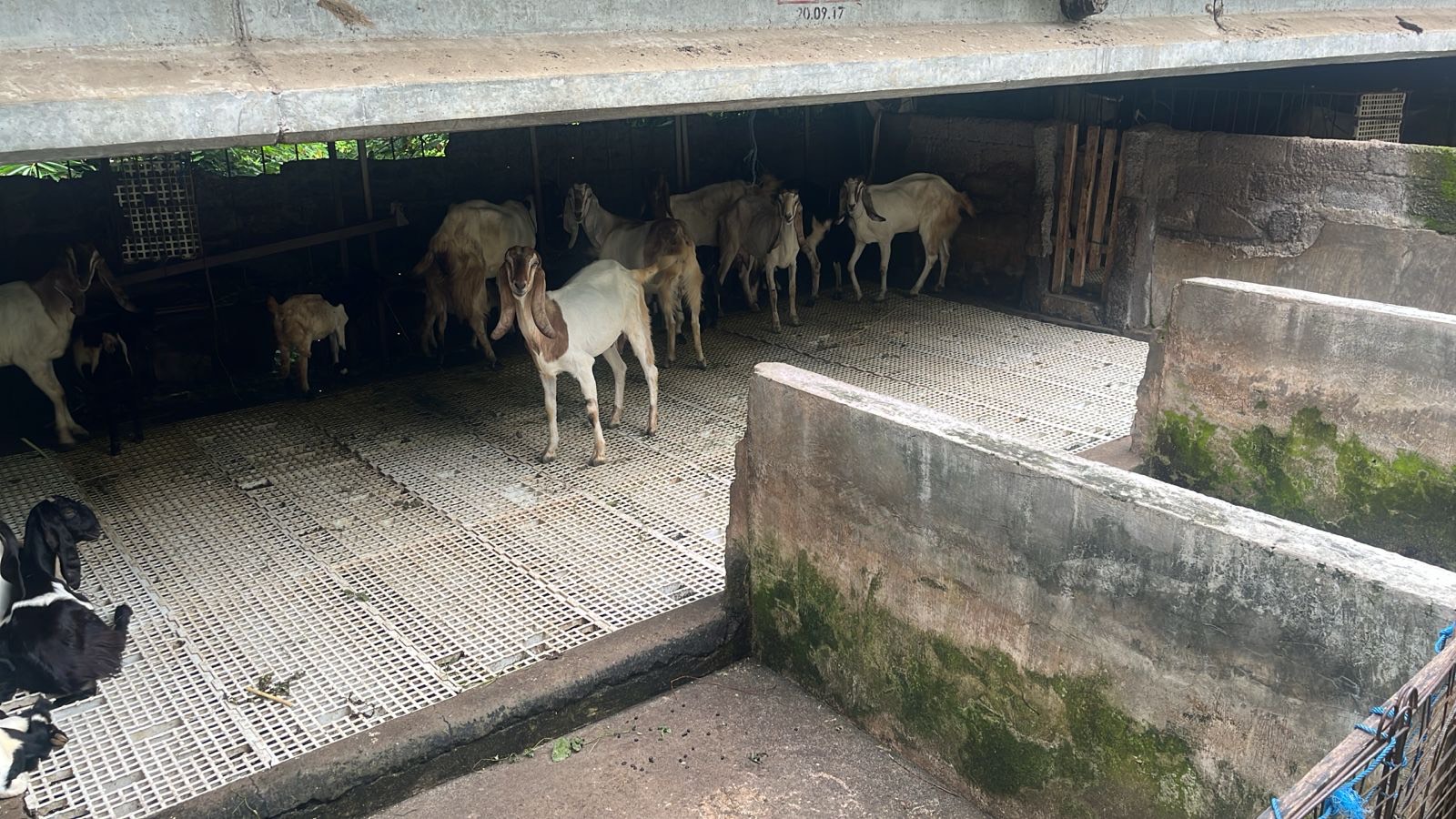 Suasana kolong jembatan di Jalan Raya Blumbungan, Desa Sibangkaja, Kecamatan Abiansemal yang dijadikan kandang kambing.