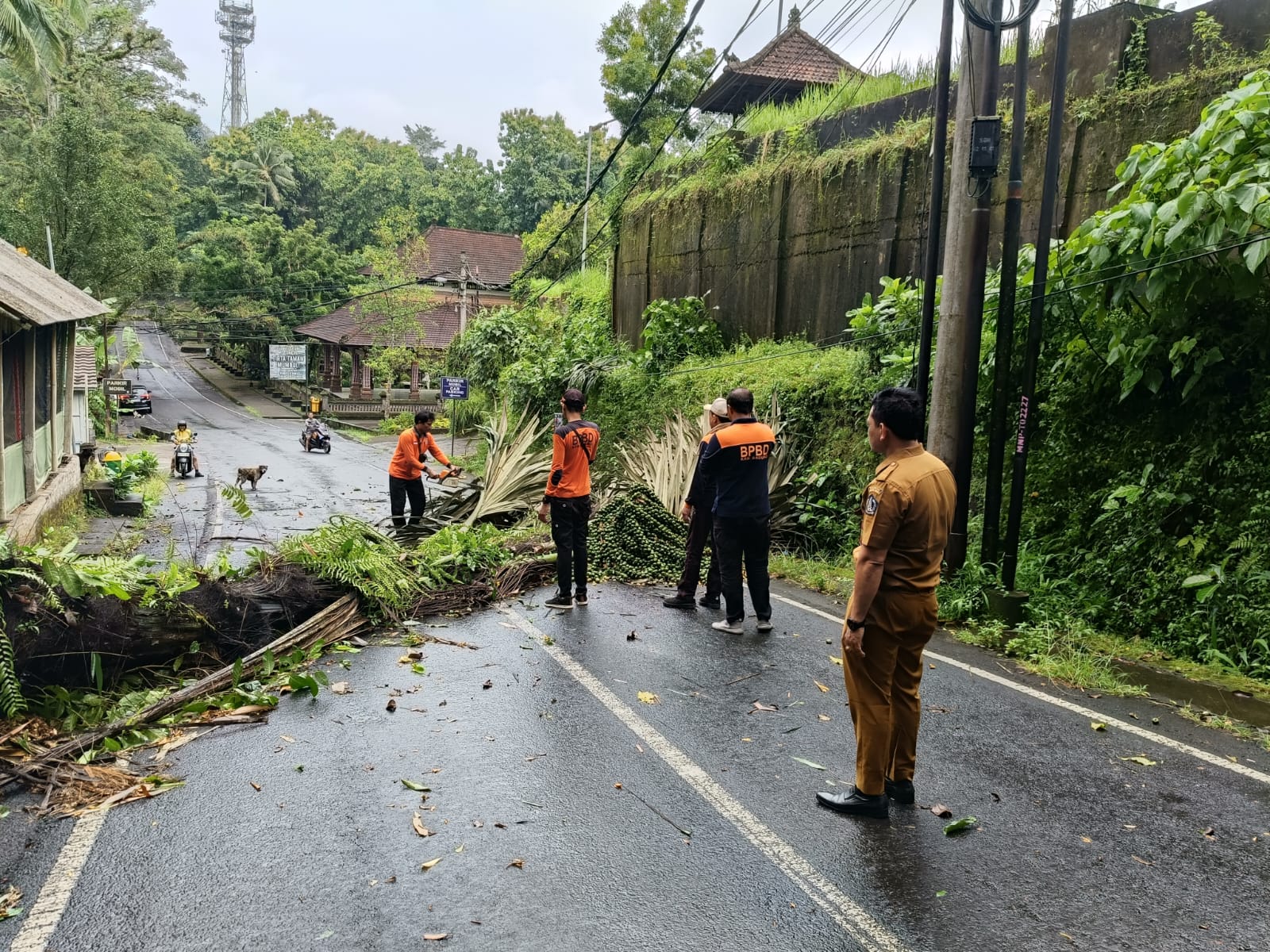 Proses evakuasi pohon tumbang di Desa Sangeh, Kecamatan Abiansemal, Senin (9/2).
