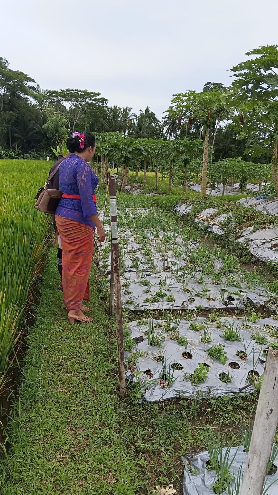 LOMBA : Penilaian lomba desa adat peduli lingkungan di wilayah Kecamatan Tampaksiring.