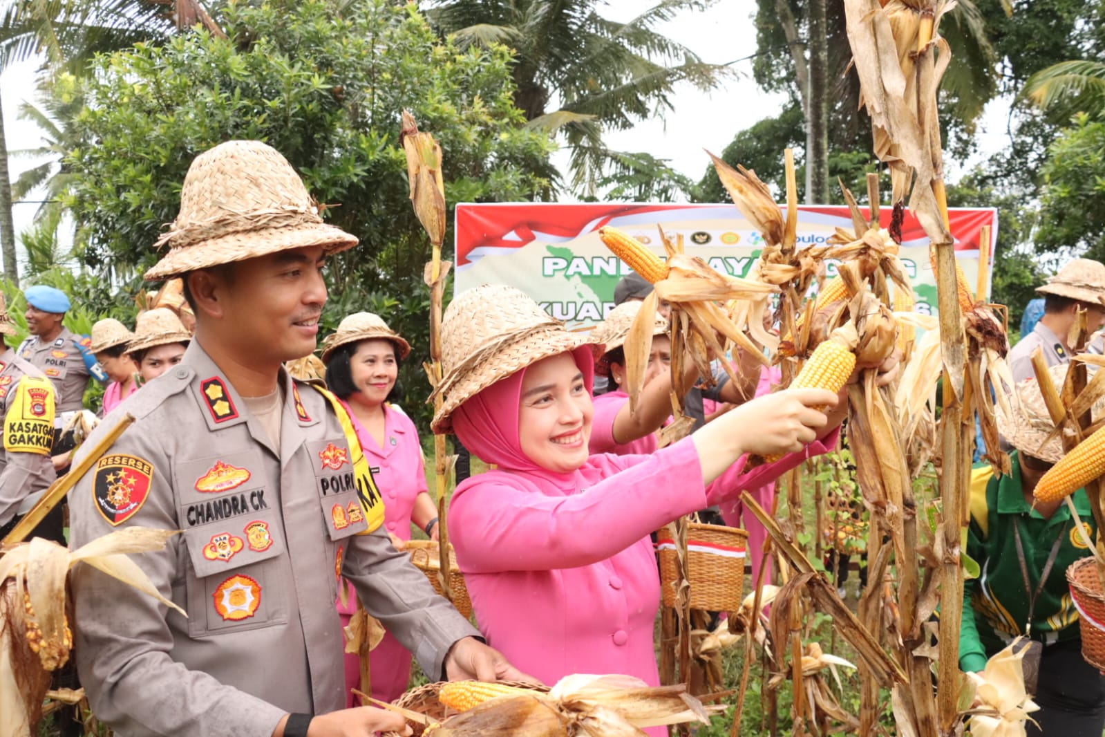 PANEN : Panen raya dan tanam jagung serentak di Desa Bakbakan Gianyar.