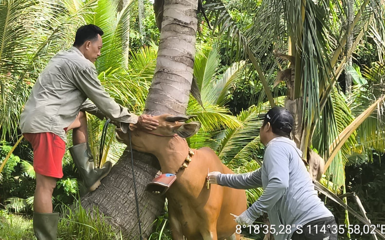 Vaksinasi masal pada sapi di Jembrana untuk mencegah penularan virus LSD.